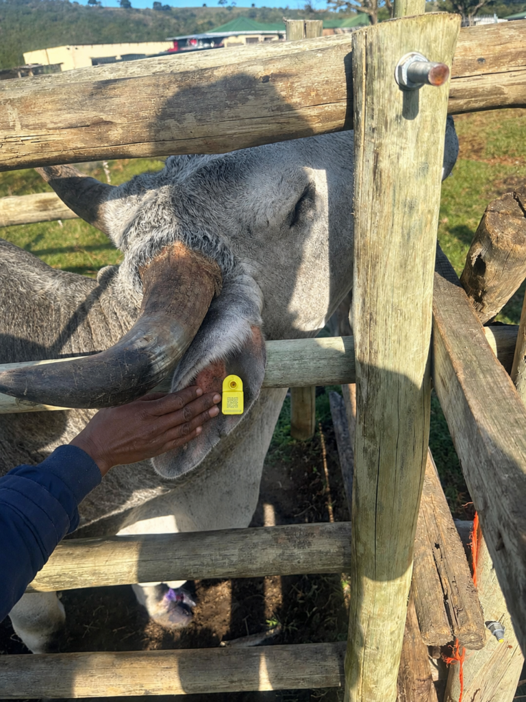 Tagged Bull for monitoring